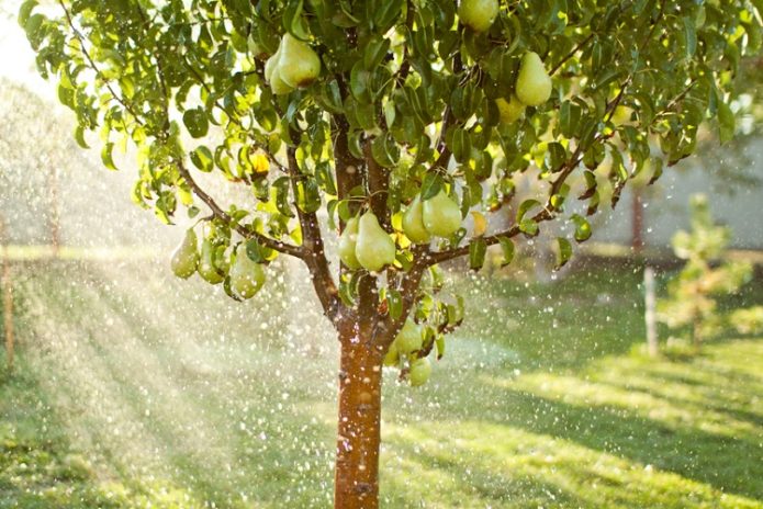 Sprinkling pears