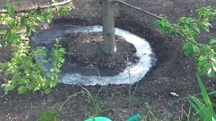 Watering pears in furrows