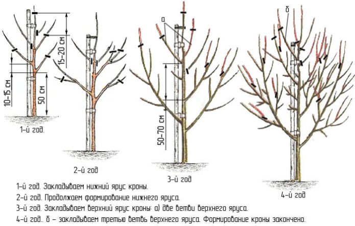 Scheme of the formation of a sparse-tiered crown of a pear