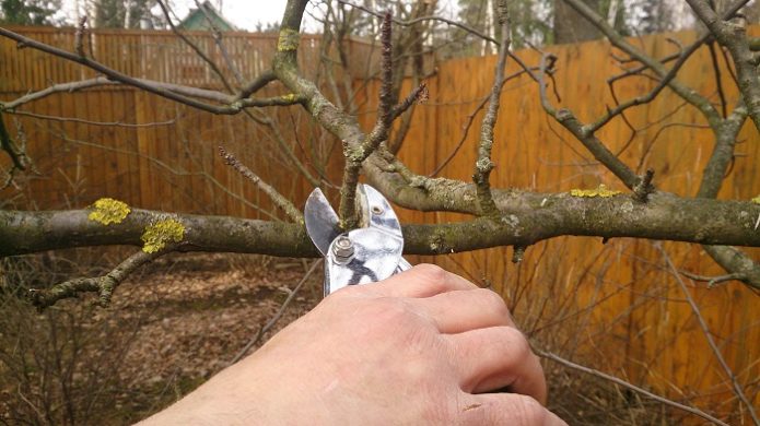 Pruning pear