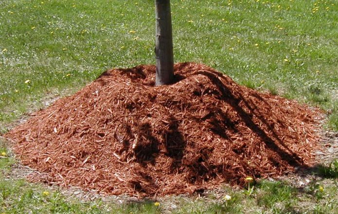 Mulching the trunk circle near a pear