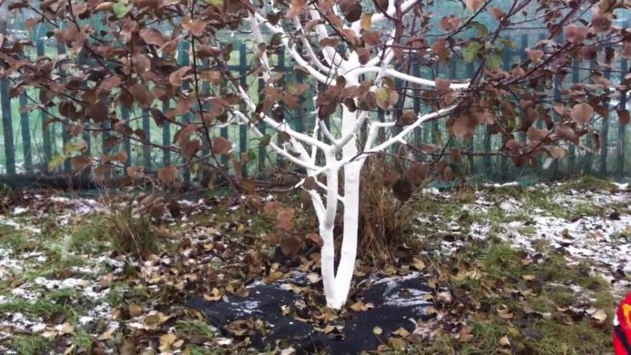 Whitewashing of fruit trees