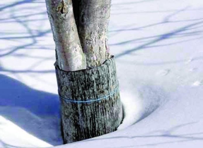 Pear tree in winter