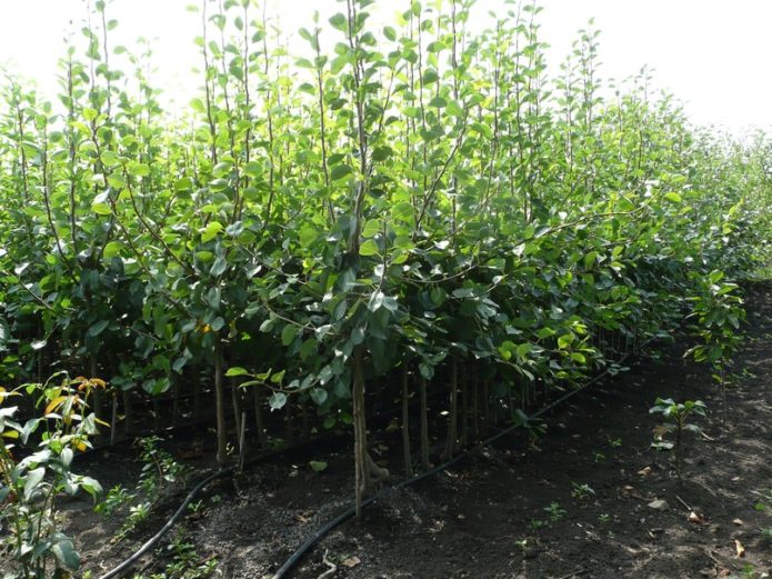 Pear seedlings