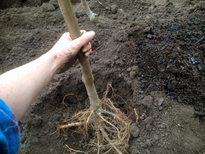 Planting a pear seedling in the ground