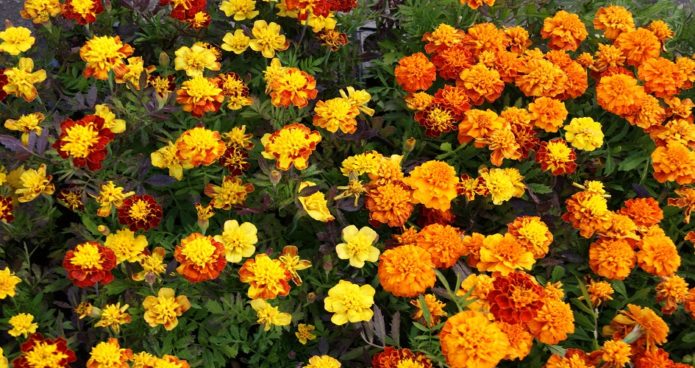 Marigold