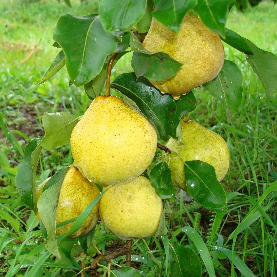 Pear Prosto Maria: one of the best varieties of Belarusian selection