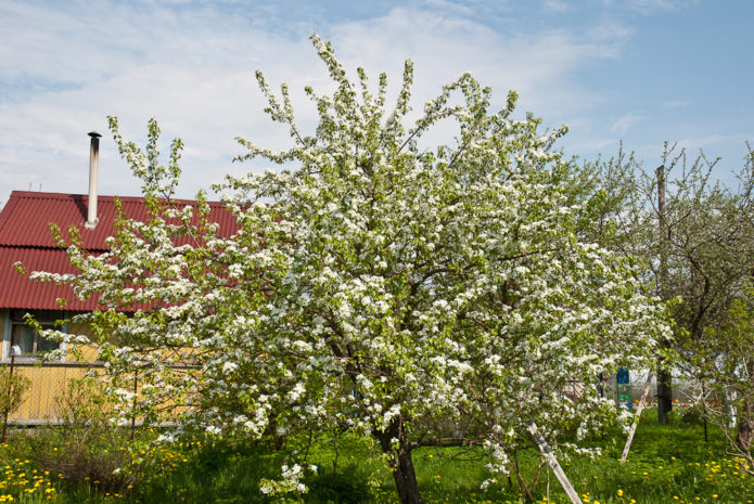 Flowering pear