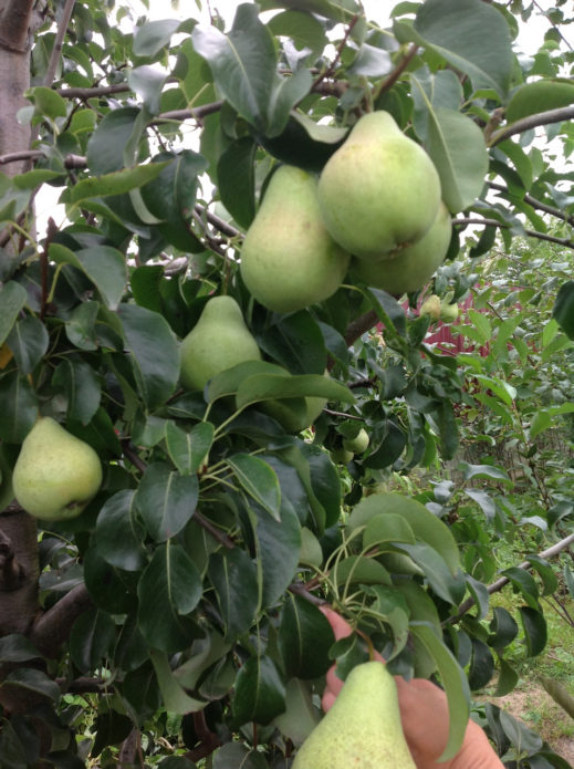 Pears Just Maria on a branch