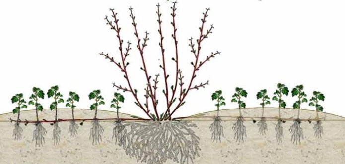 Gooseberry propagation scheme with horizontal layers