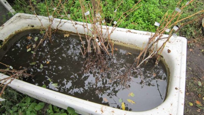 Soaking the roots of seedlings