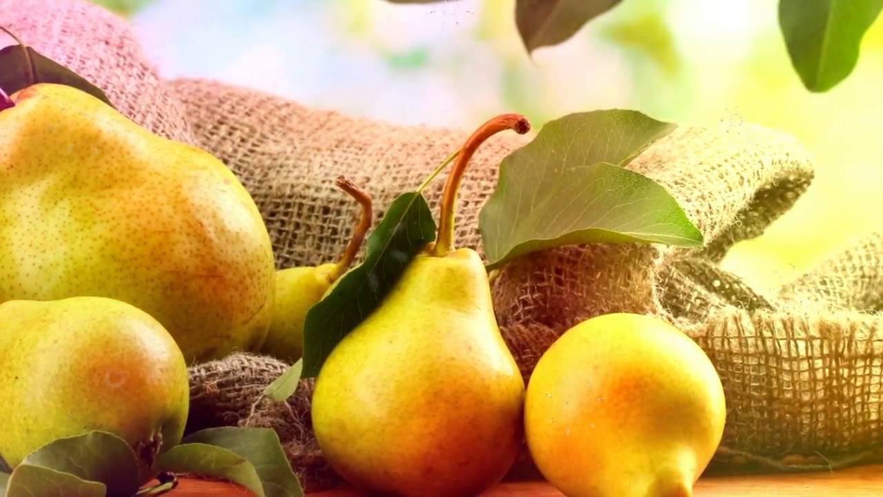 The best self-fertile varieties of pears of different ripening periods