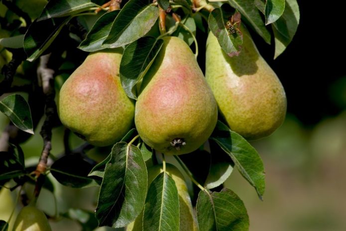 Pear Cathedral