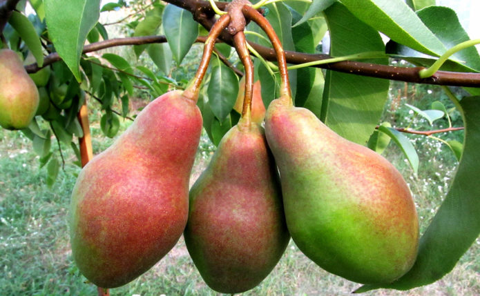 Pear Talgar beauty