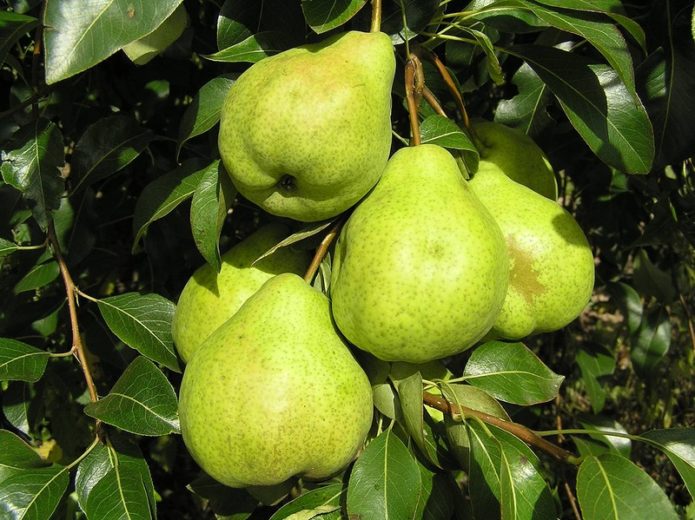 Pear August dew