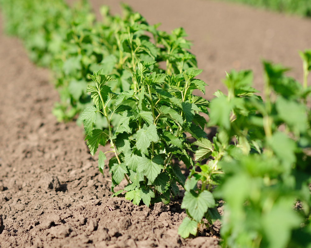 Currant seedling