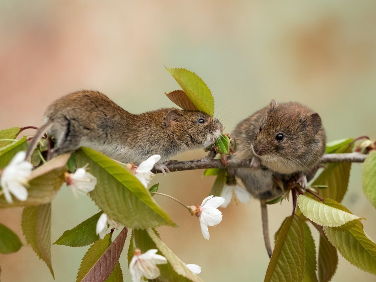 Apple tree gnawed by mice