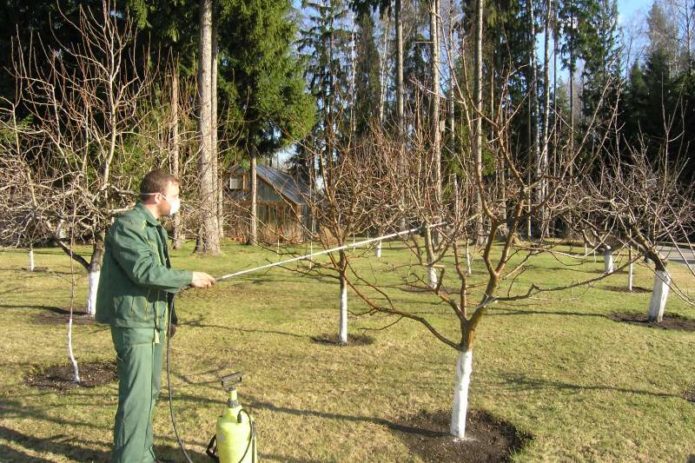 Spraying the apple tree