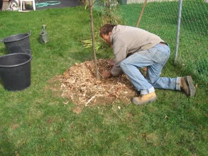 Mulching an apple tree