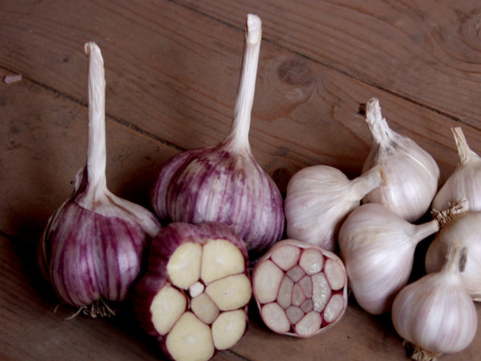 Types of garlic