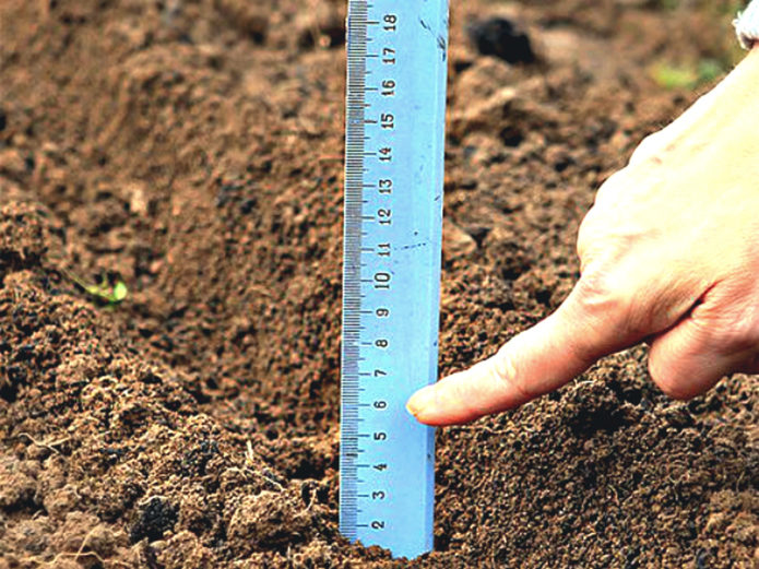 Planting depth of garlic