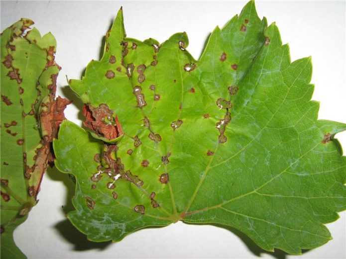 Grape anthracnose