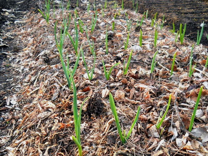 Mulching garlic