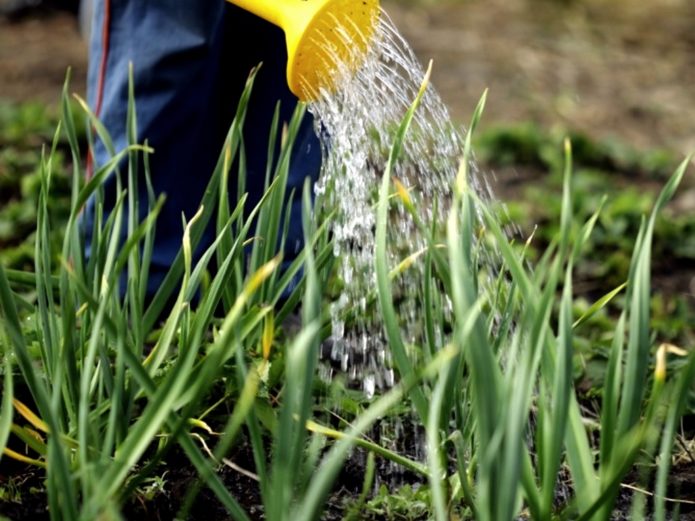 Watering the garlic