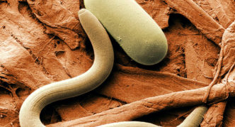 Nematodes