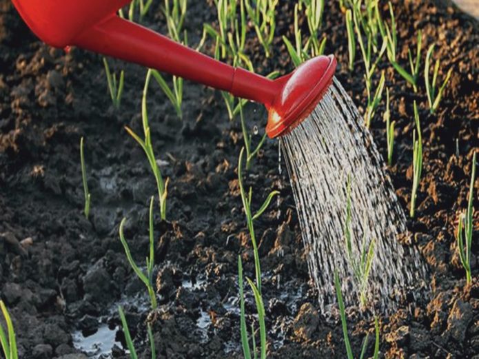 Watering the garlic beds