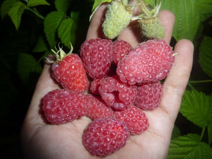 Raspberries in the palm of your hand