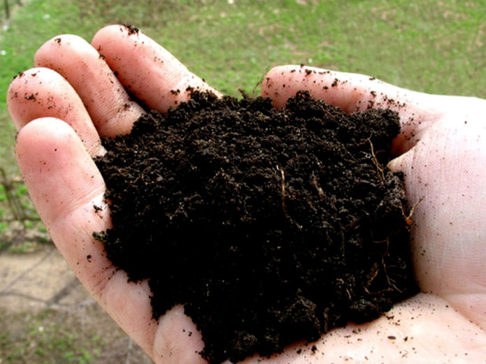 Soil for garlic