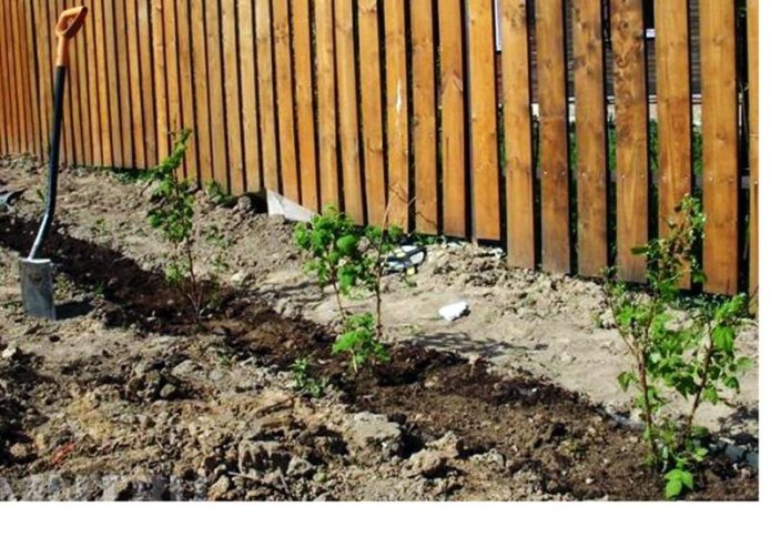 Planting raspberries along the fence