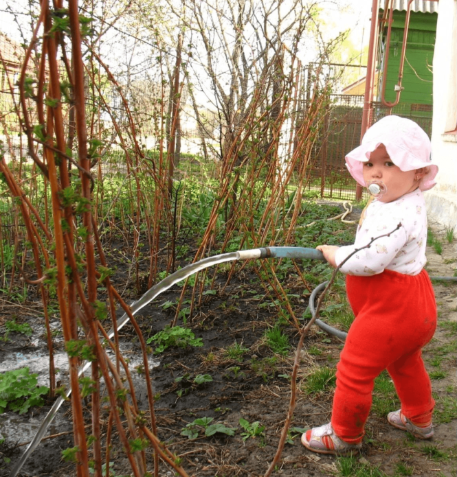 Watering raspberries