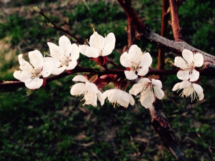 Apricot blossom