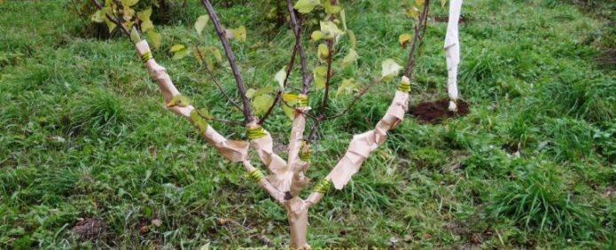 Preparing an apricot seedling for winter