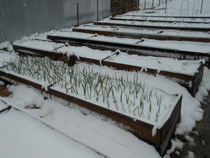 Spring frosts in the Moscow region