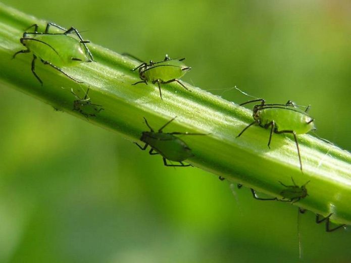 Garlic pests