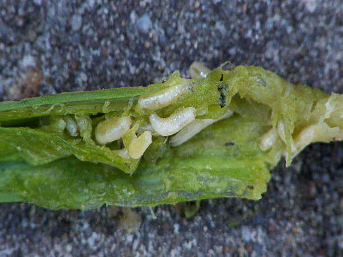 Onion fly eggs