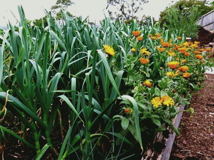 Calendula and garlic