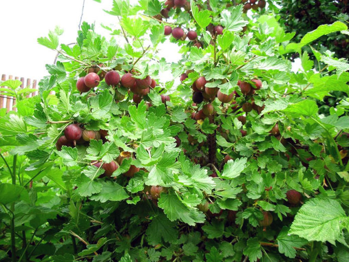 Gooseberry bush gingerbread man