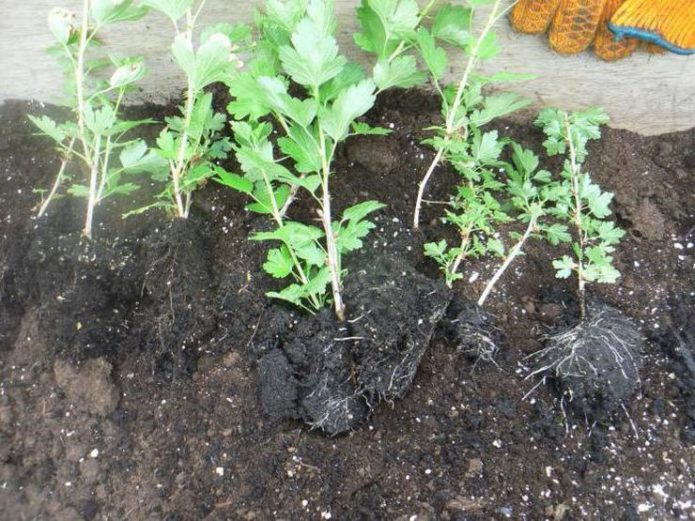 Gooseberry seedlings