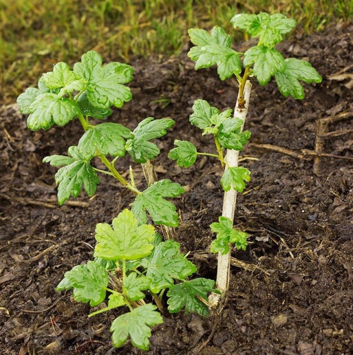 Top dressing gooseberries in spring