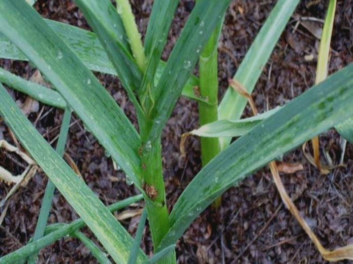 Watering the garlic abundantly