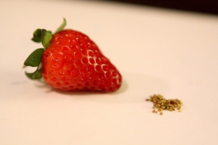 Garden strawberries and their seeds