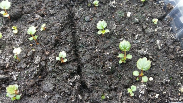 Strawberry seedlings