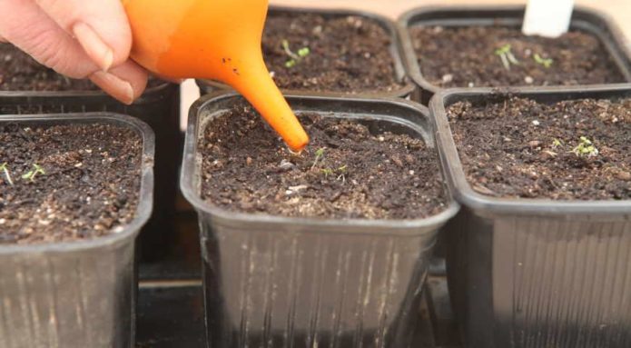 Watering seedlings