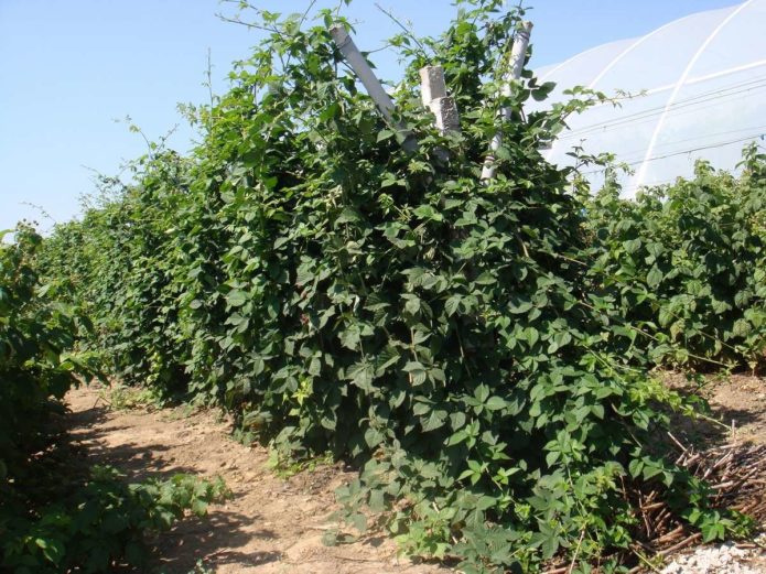 Blackberries on a trellis