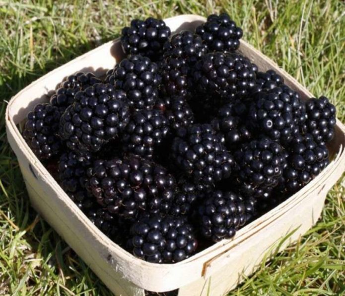 Basket with blackberries