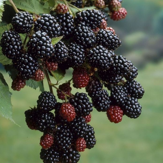 Blackberries on a branch